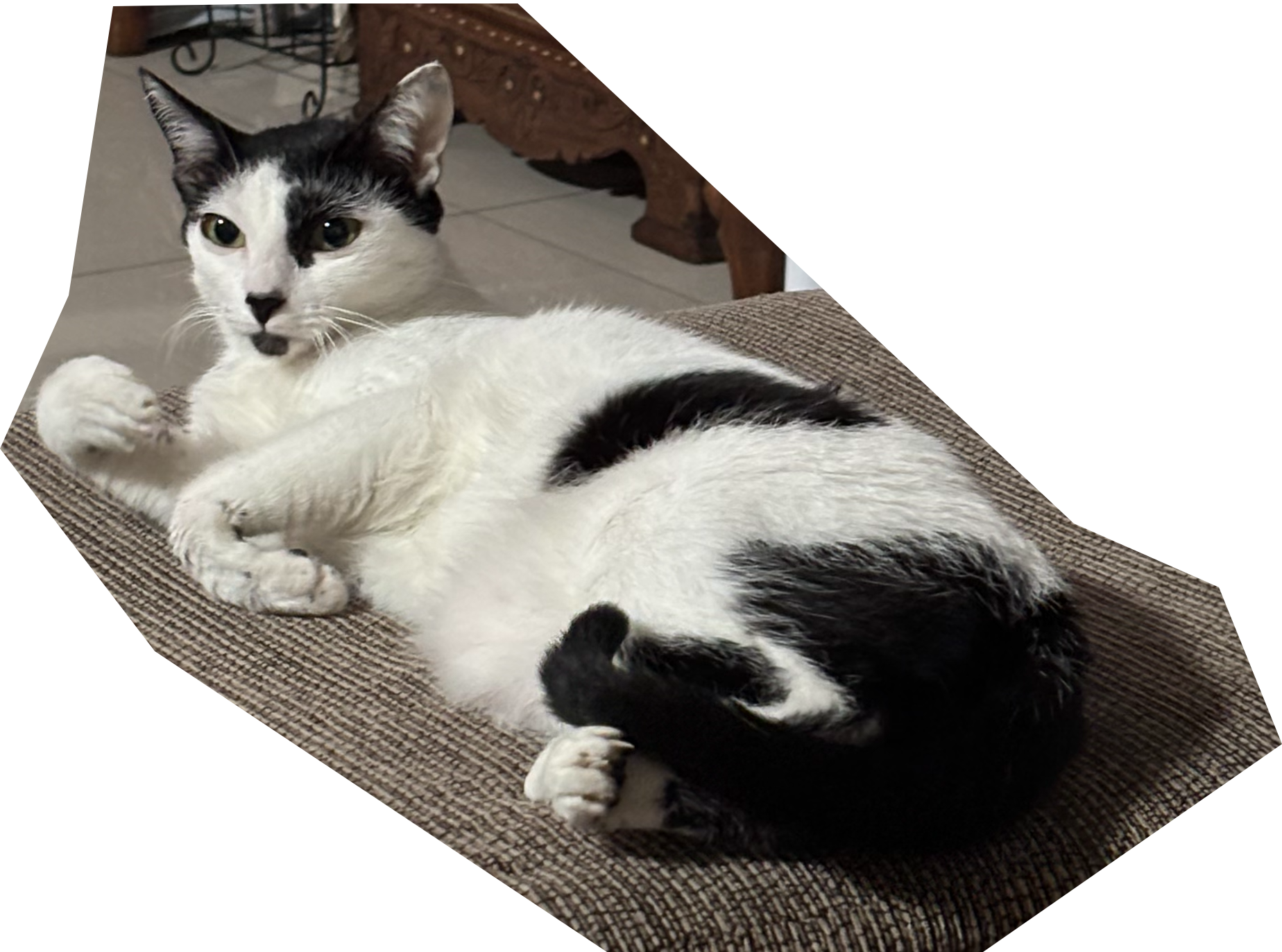 my beloved cat